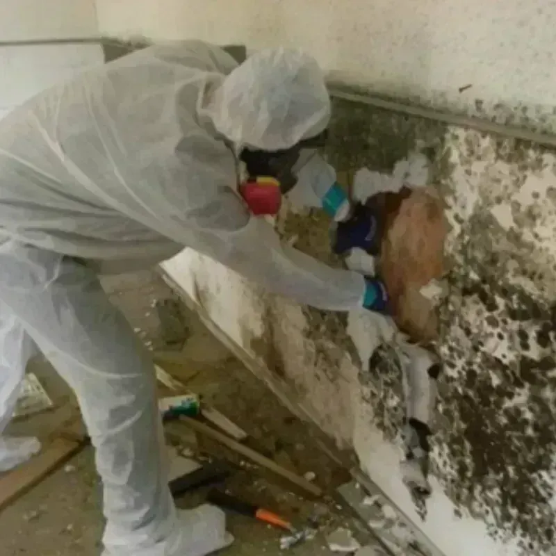 Mold Remediation and Removal in Shoshone County, ID